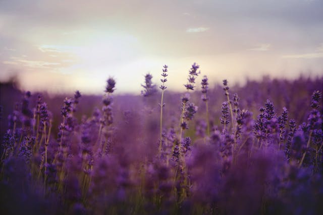 A field of lavender in full flower