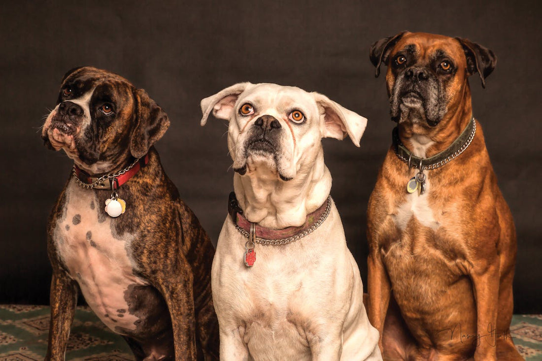 Three dogs sitting together
