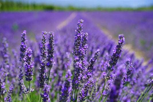 The Master List of Essential Oils