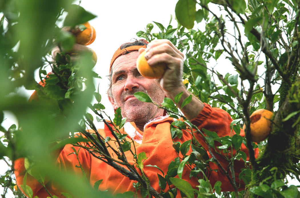 A grower harvesting oranges for essential oil production